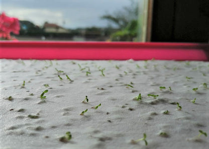 Luxury Seeded Paper Sheets